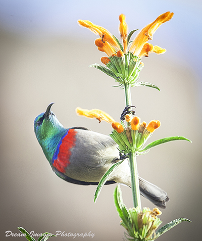 Bird 11